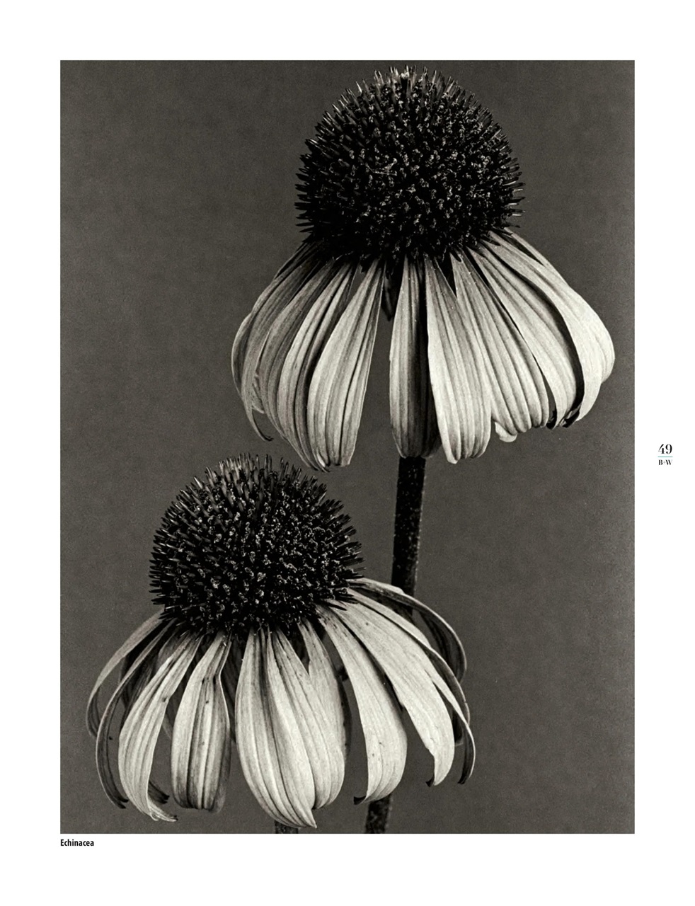 Black+White Photography Preview Pages