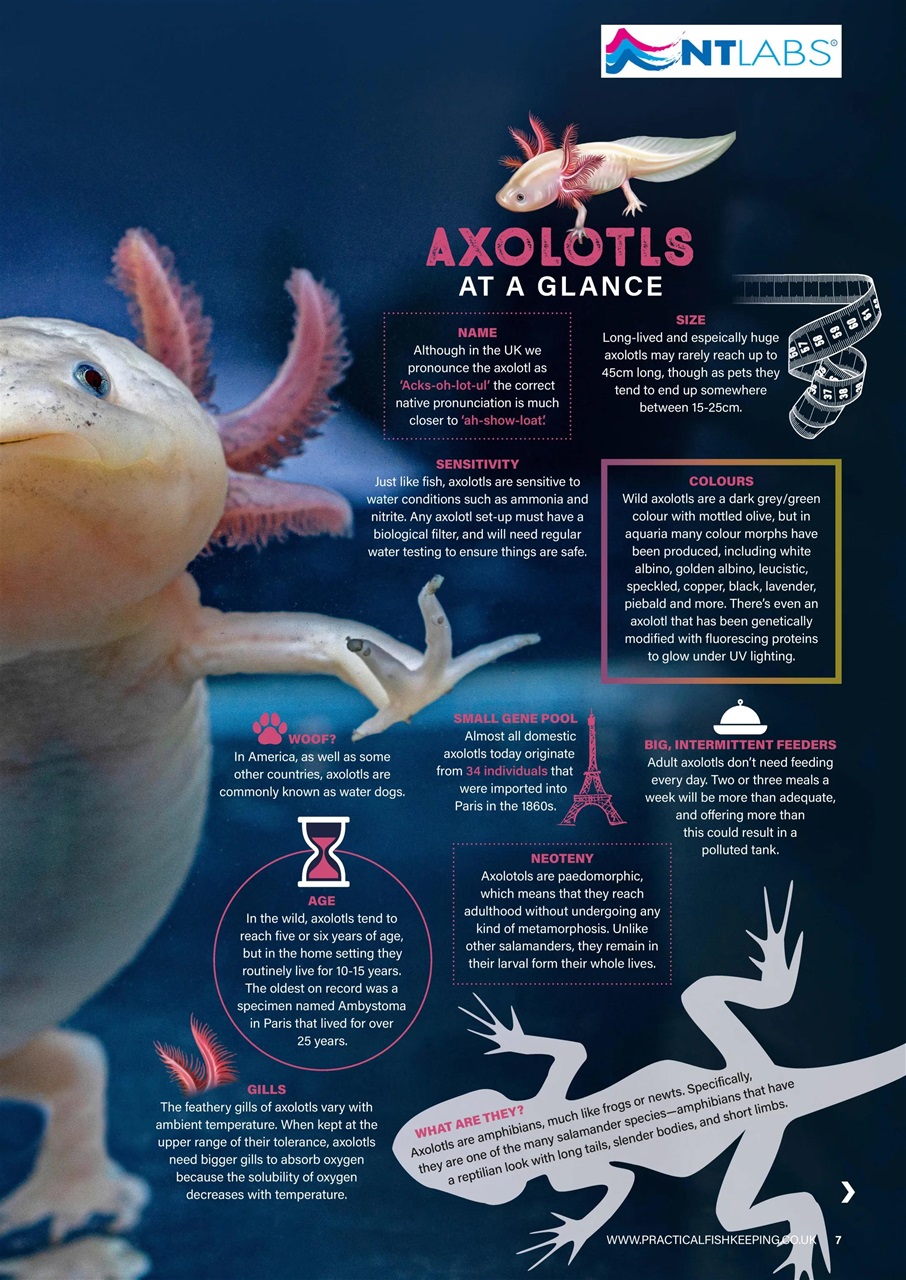 Practical Fishkeeping Preview Pages