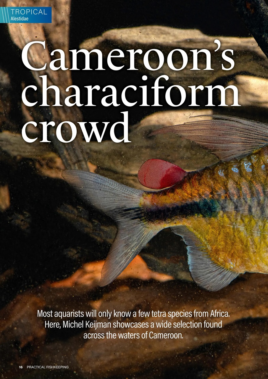 Practical Fishkeeping Preview Pages