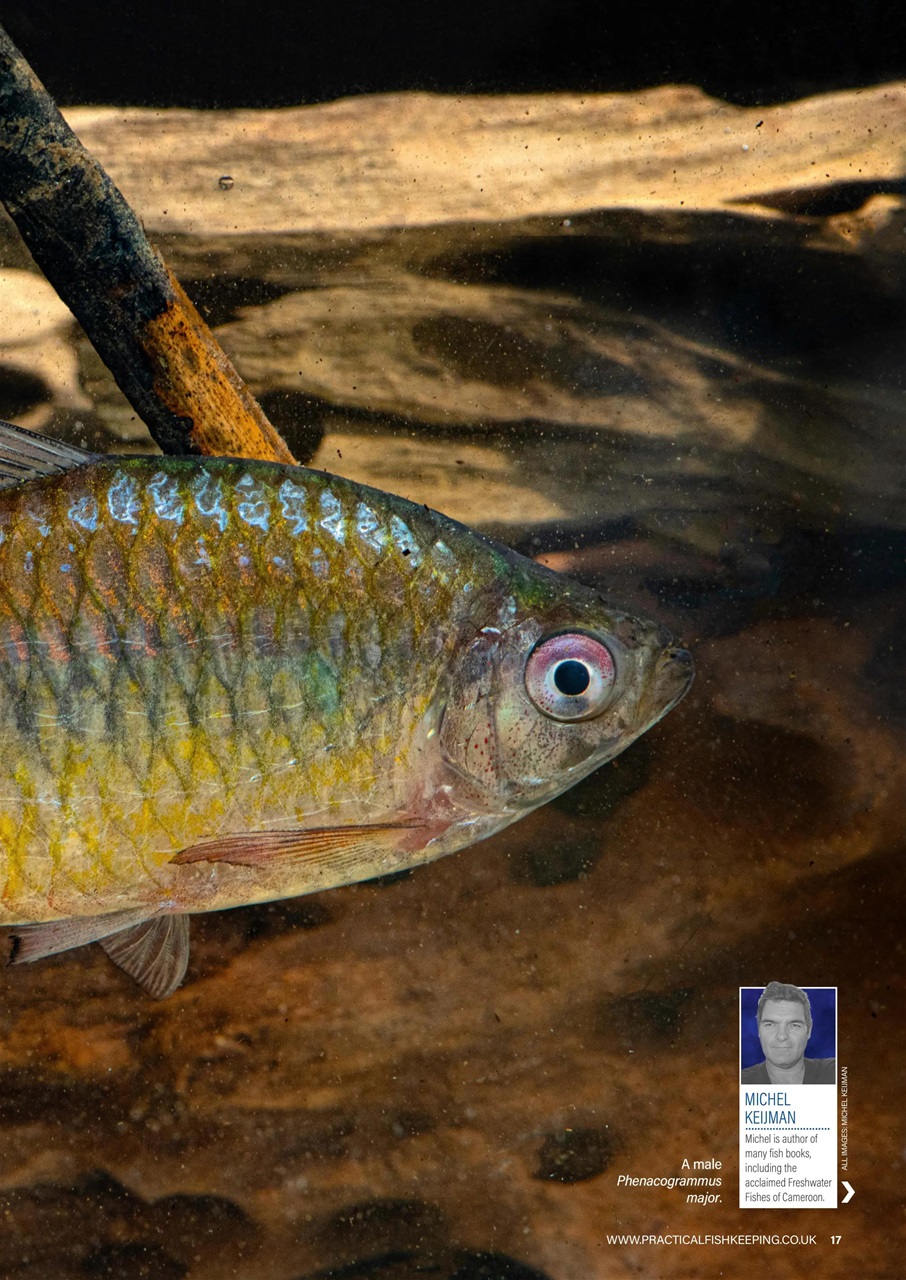 Practical Fishkeeping Preview Pages