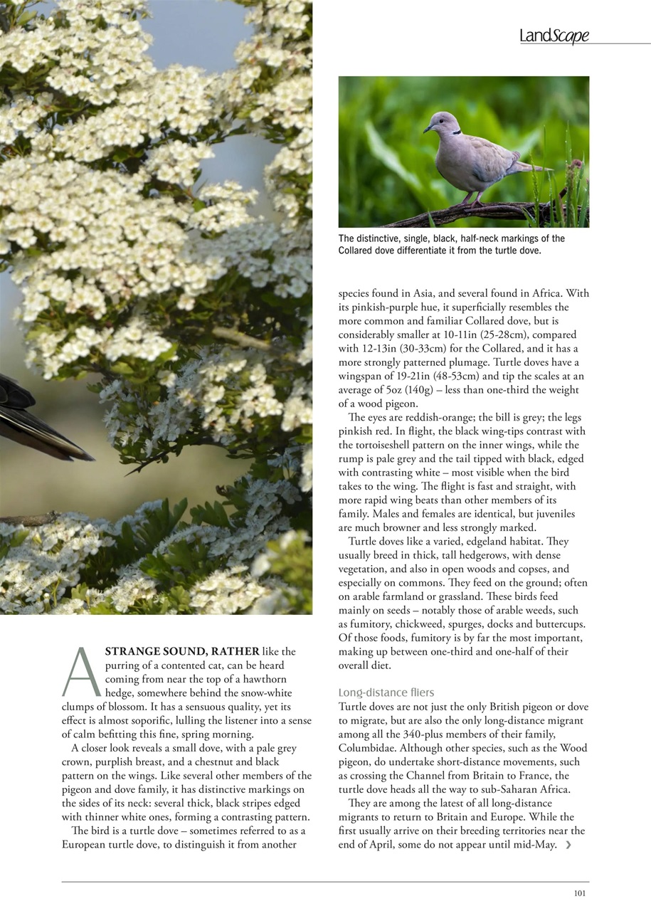 LandScape Preview Pages