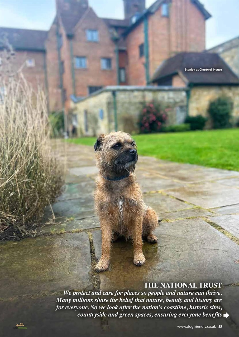 Dog Friendly Preview Pages