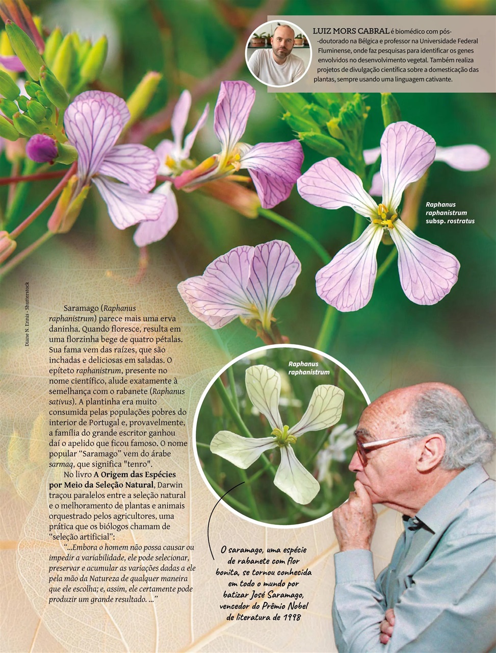 Natureza Preview Pages