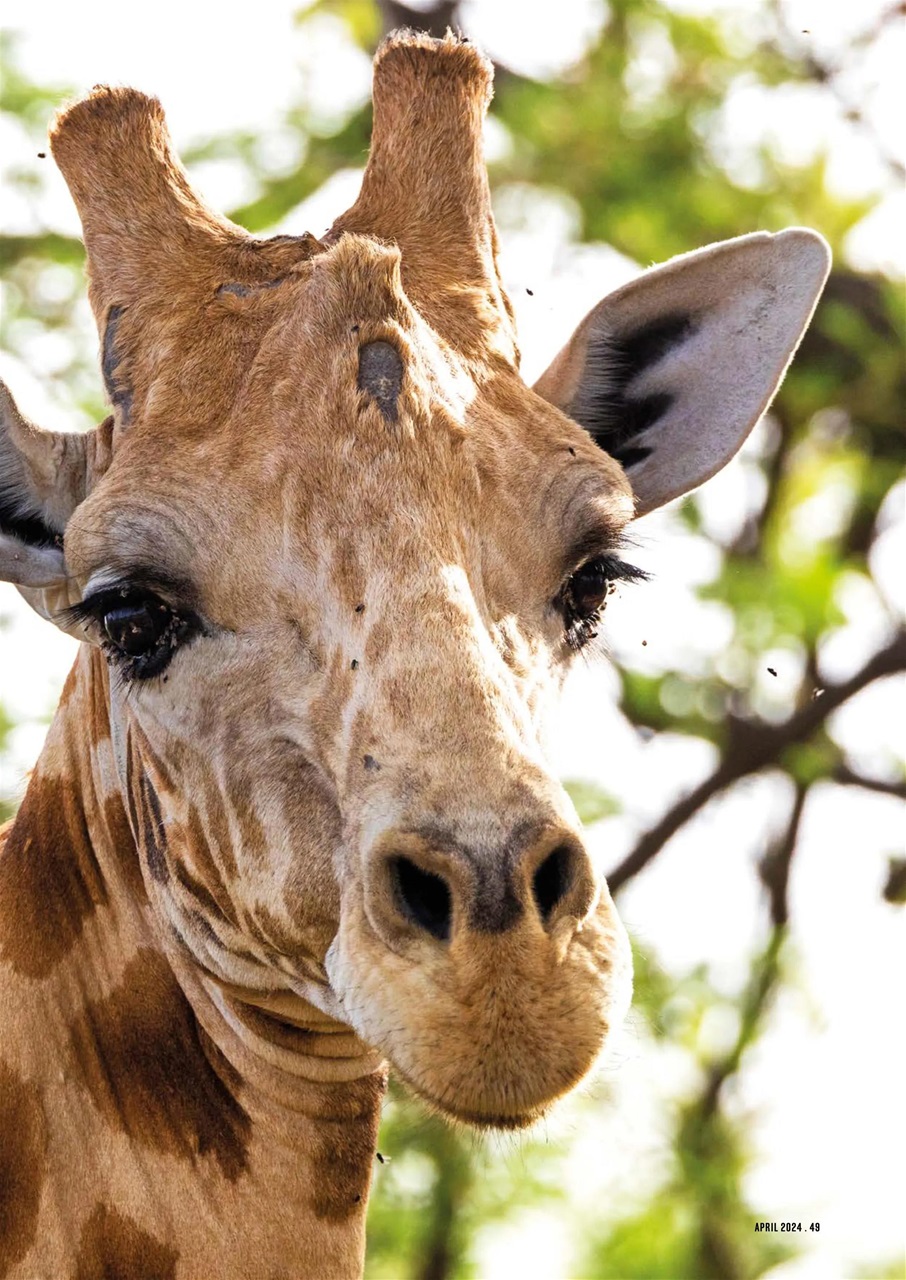 Geographical Preview Pages