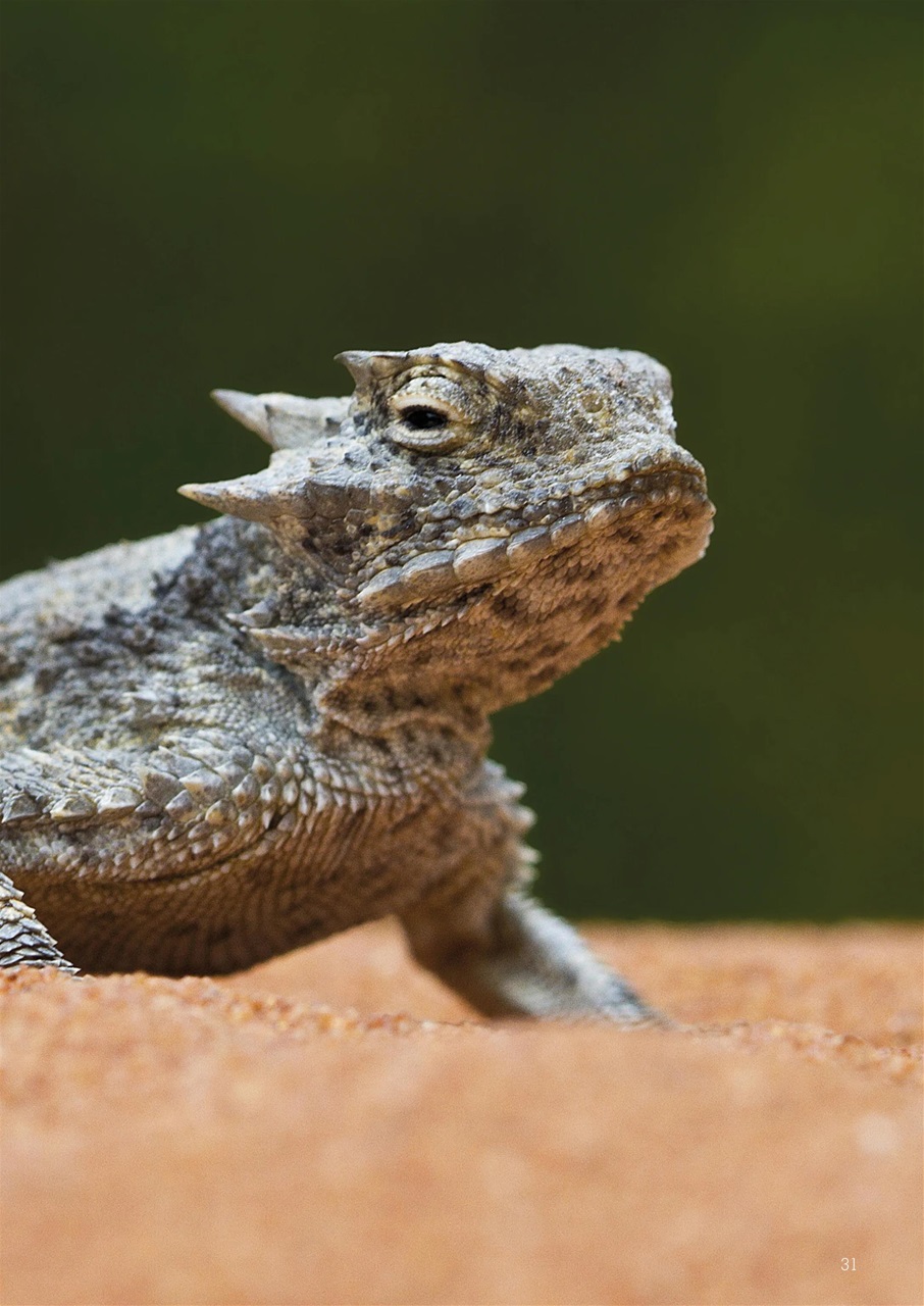 Exotics Keeper Preview Pages