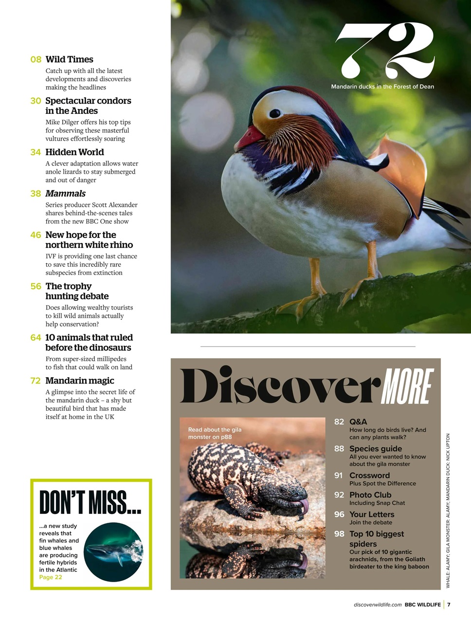 BBC Wildlife Magazine Preview Pages