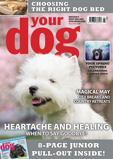 Your Dog issue 