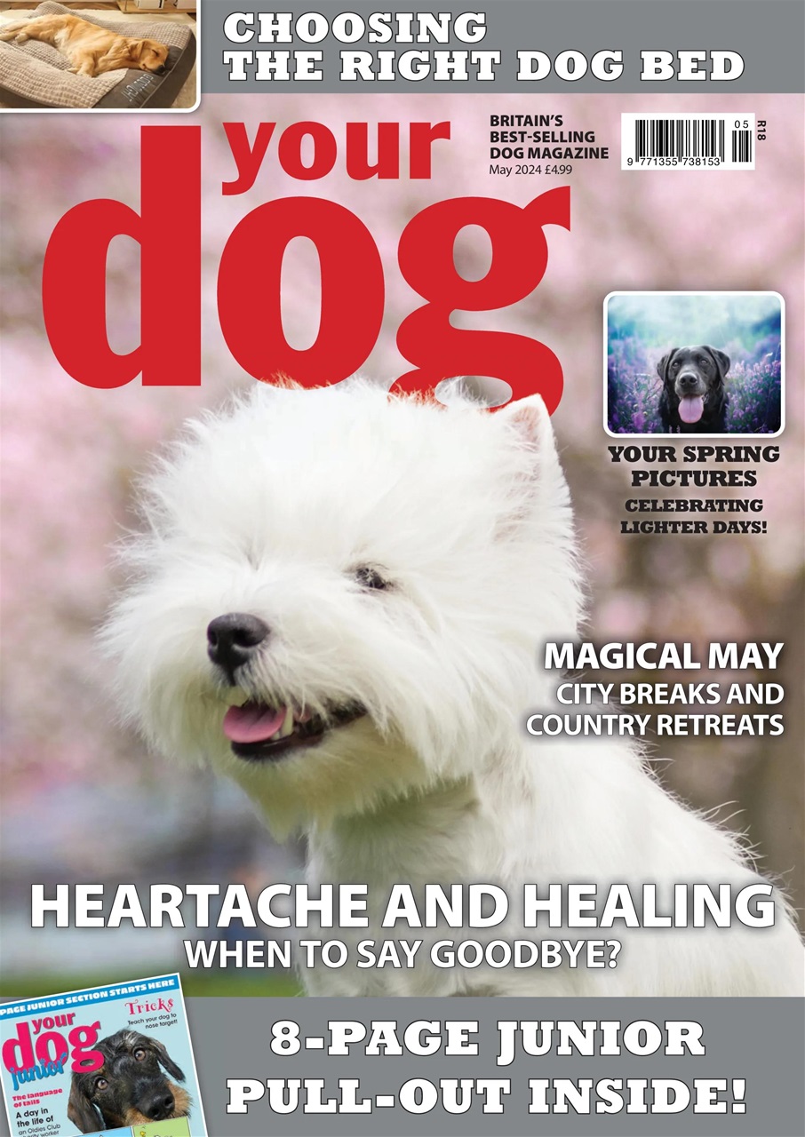 Your Dog Preview Pages
