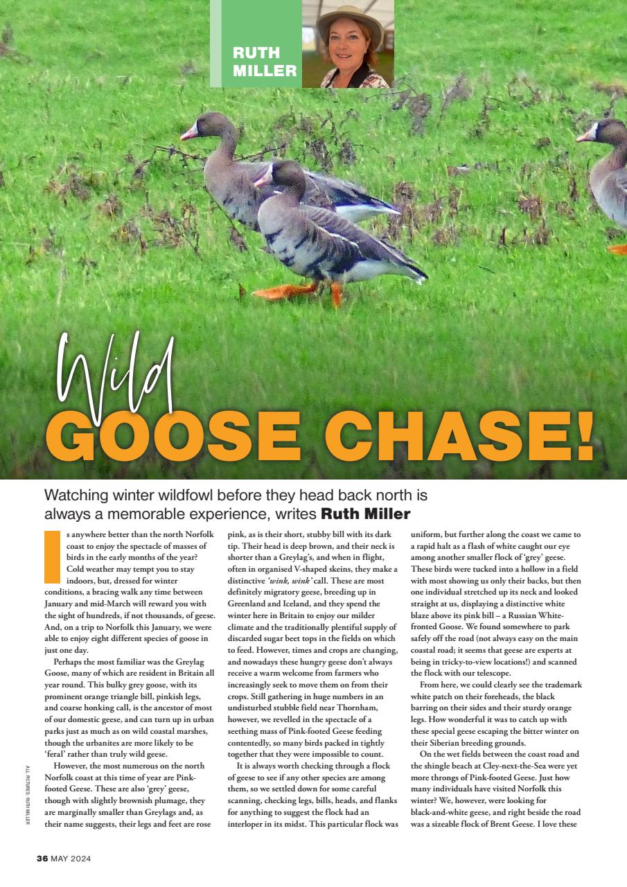 Bird Watching Preview Pages