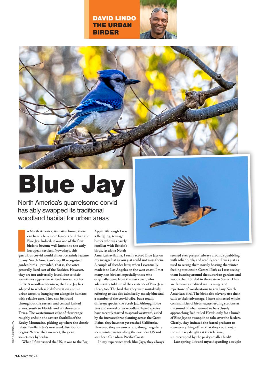 Bird Watching Preview Pages