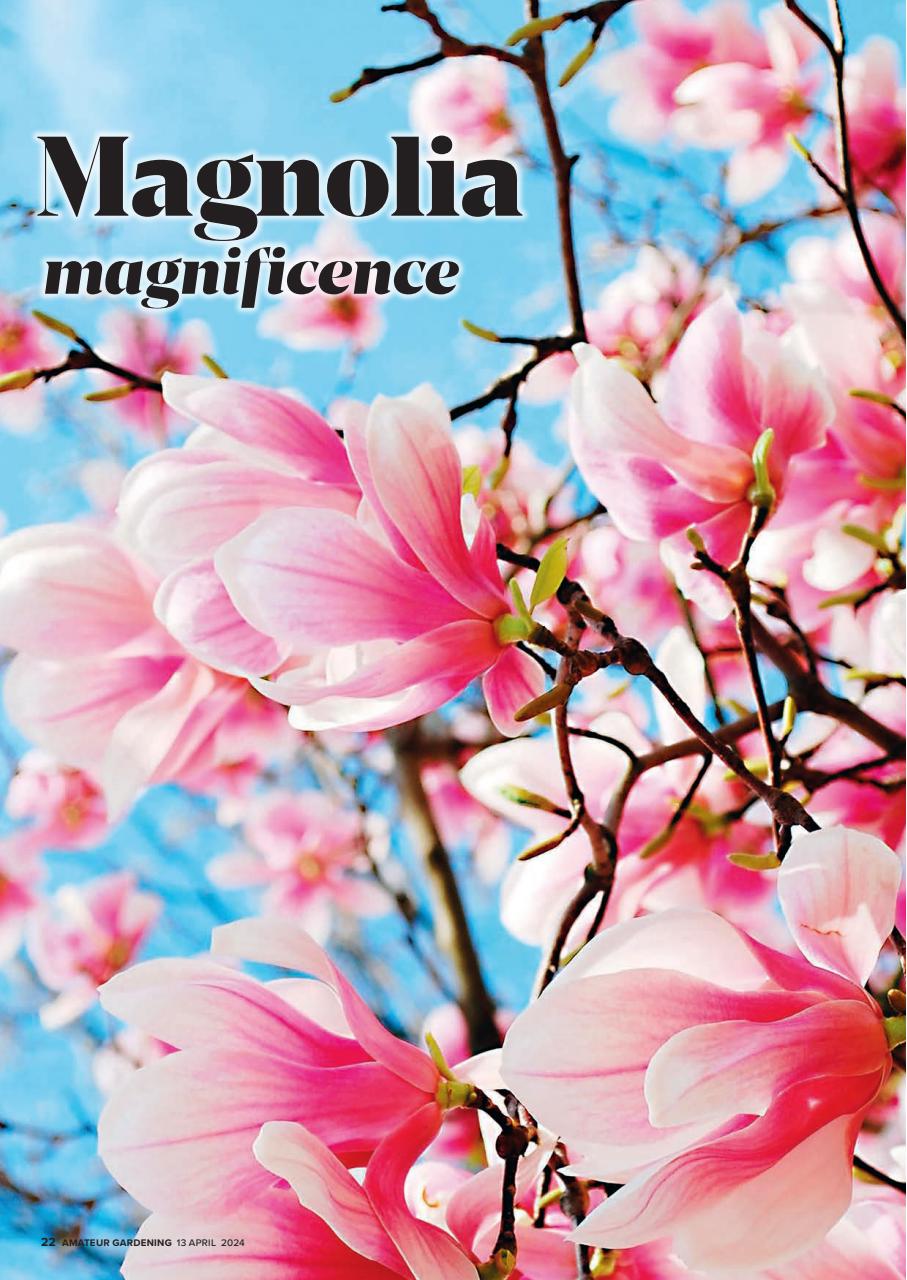 Amateur Gardening Preview Pages