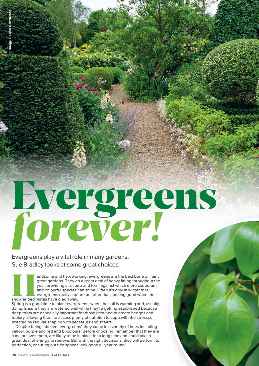 Amateur Gardening Preview Pages