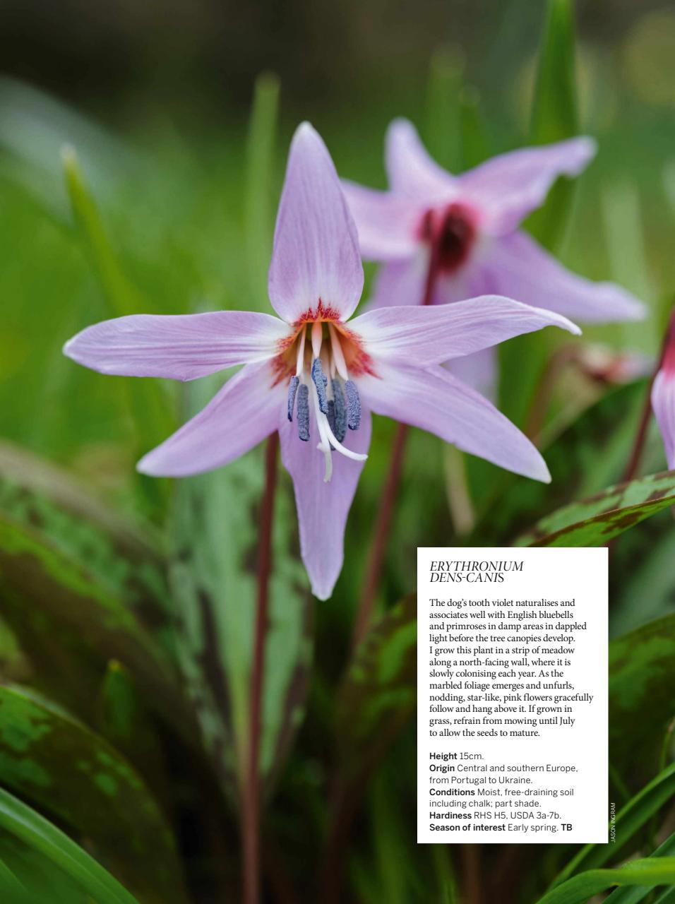 Gardens Illustrated Preview Pages
