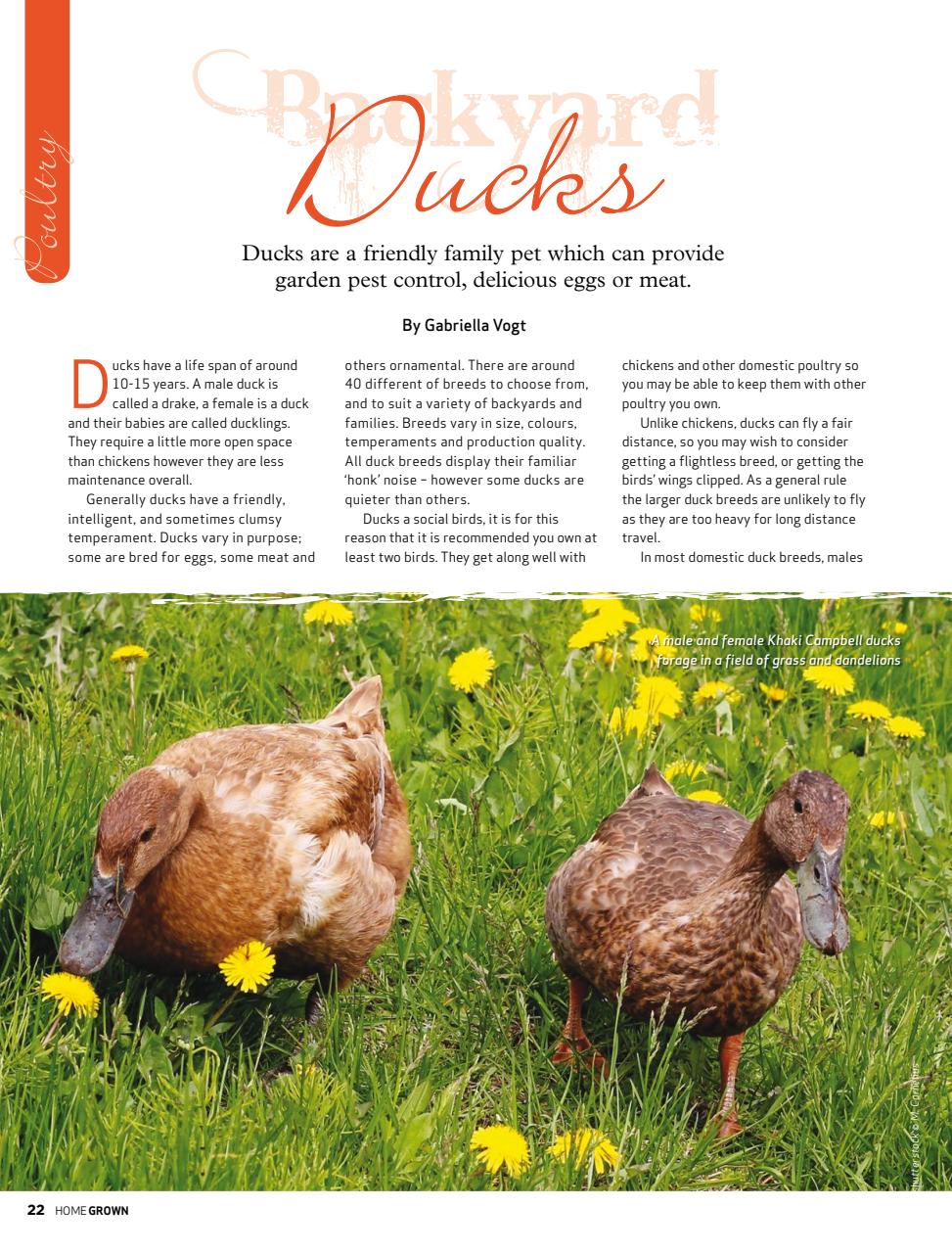 HomeGrown Preview Pages