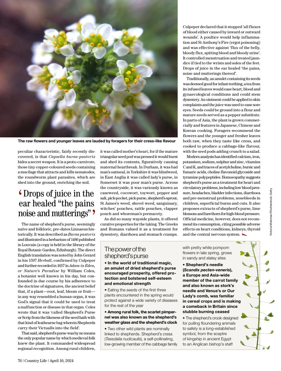 Country Life Preview Pages