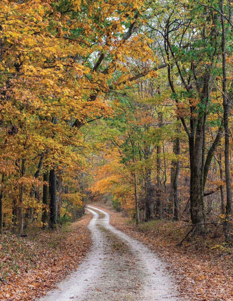 American Road Preview Pages