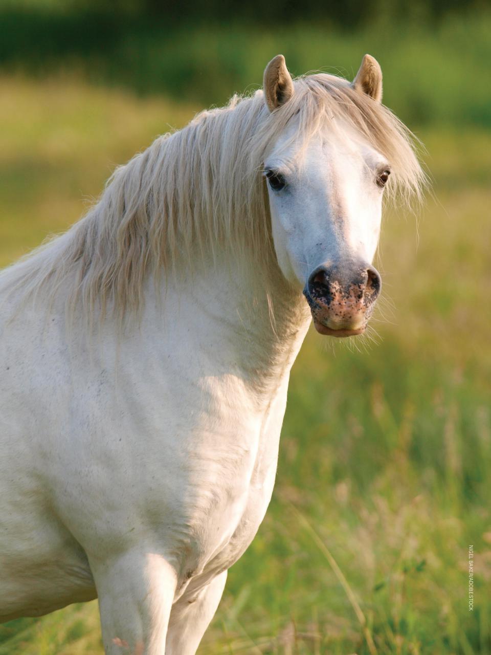 Young Rider Magazine Preview Pages