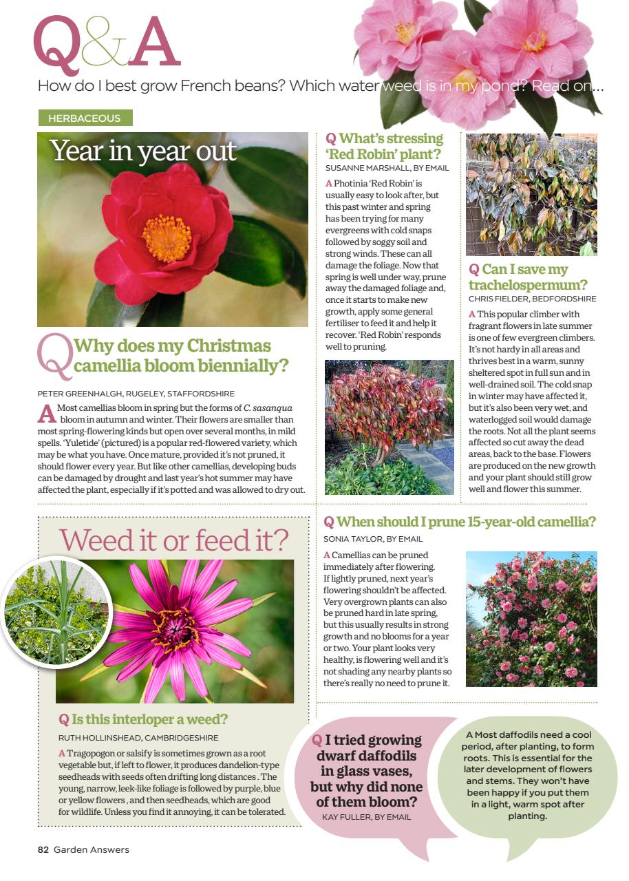 Garden Answers Preview Pages