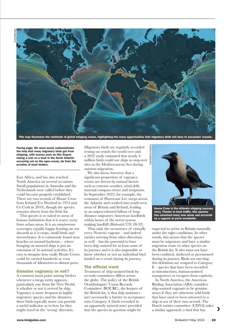Birdwatch Magazine Preview Pages