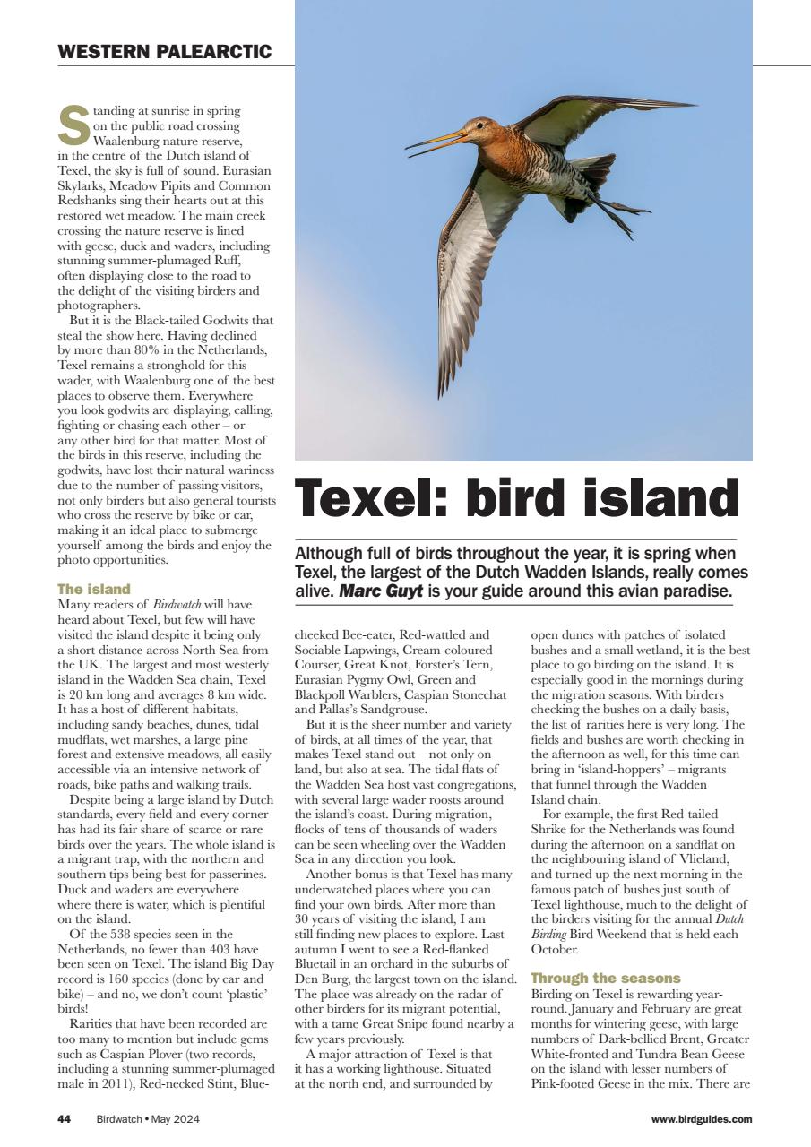 Birdwatch Magazine Preview Pages
