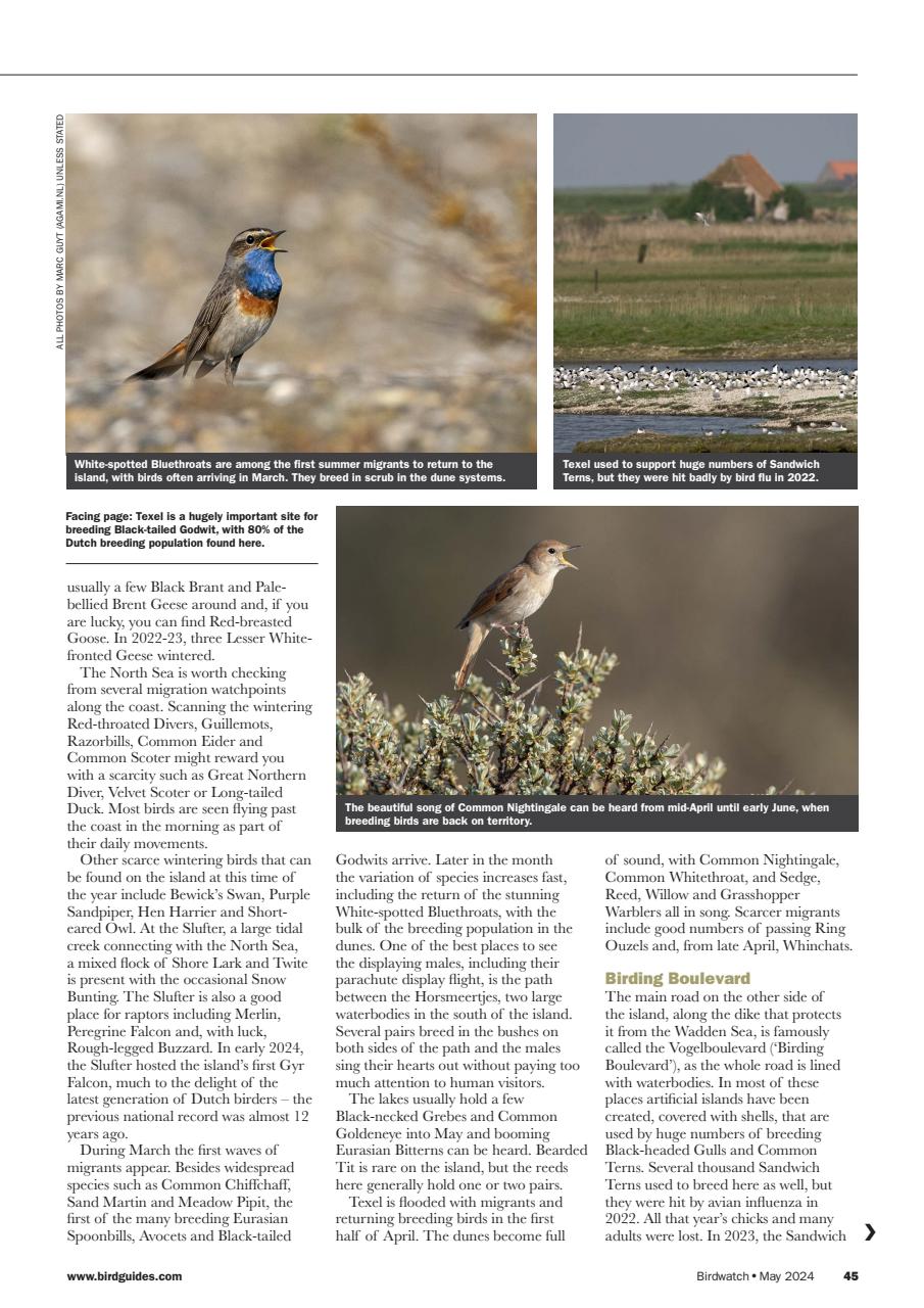 Birdwatch Magazine Preview Pages