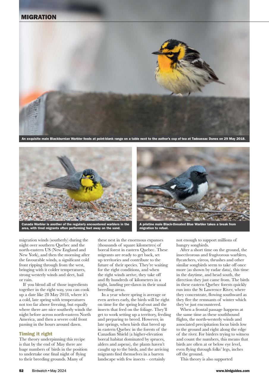 Birdwatch Magazine Preview Pages