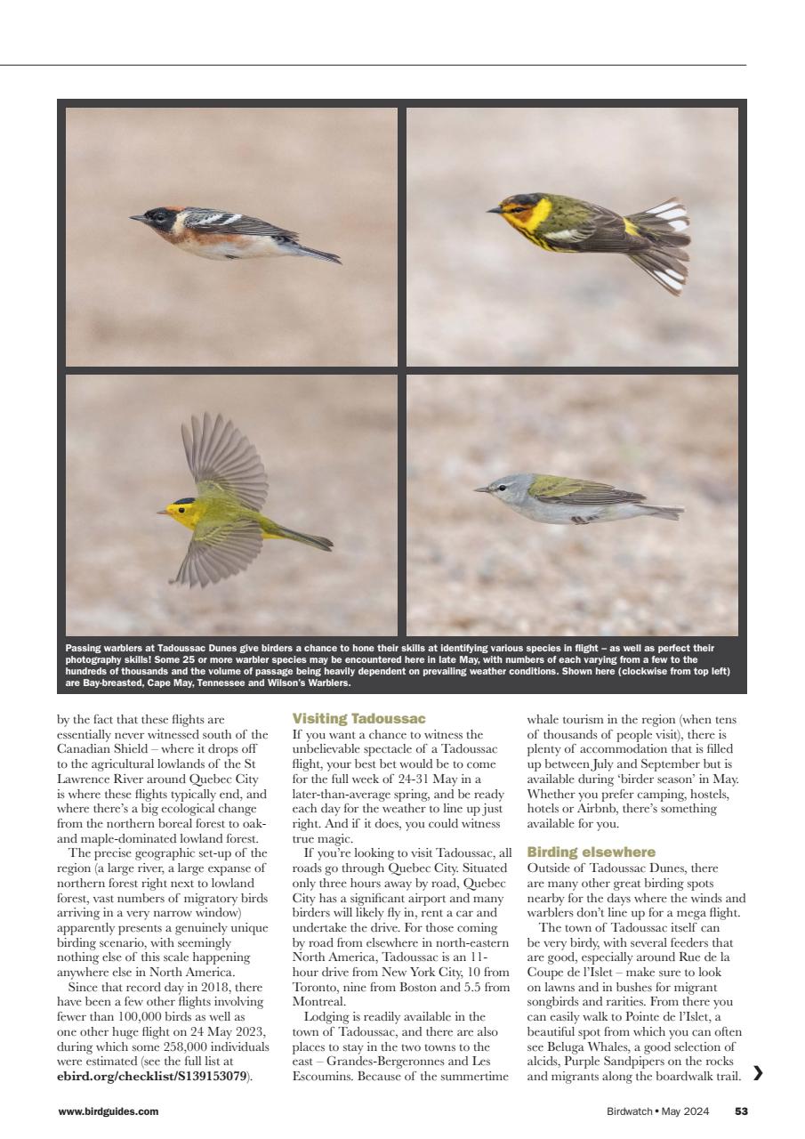 Birdwatch Magazine Preview Pages
