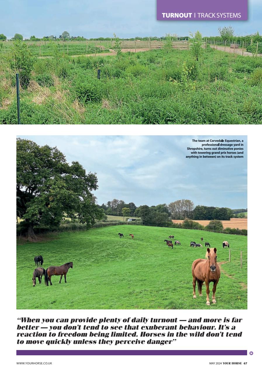 Your Horse Preview Pages