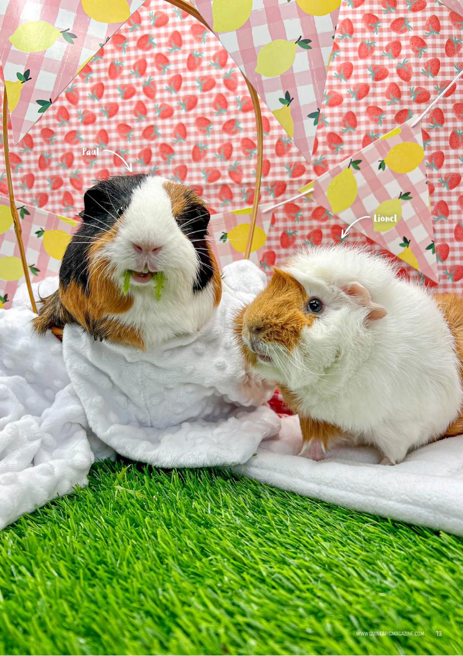 Guinea Pig Magazine Preview Pages