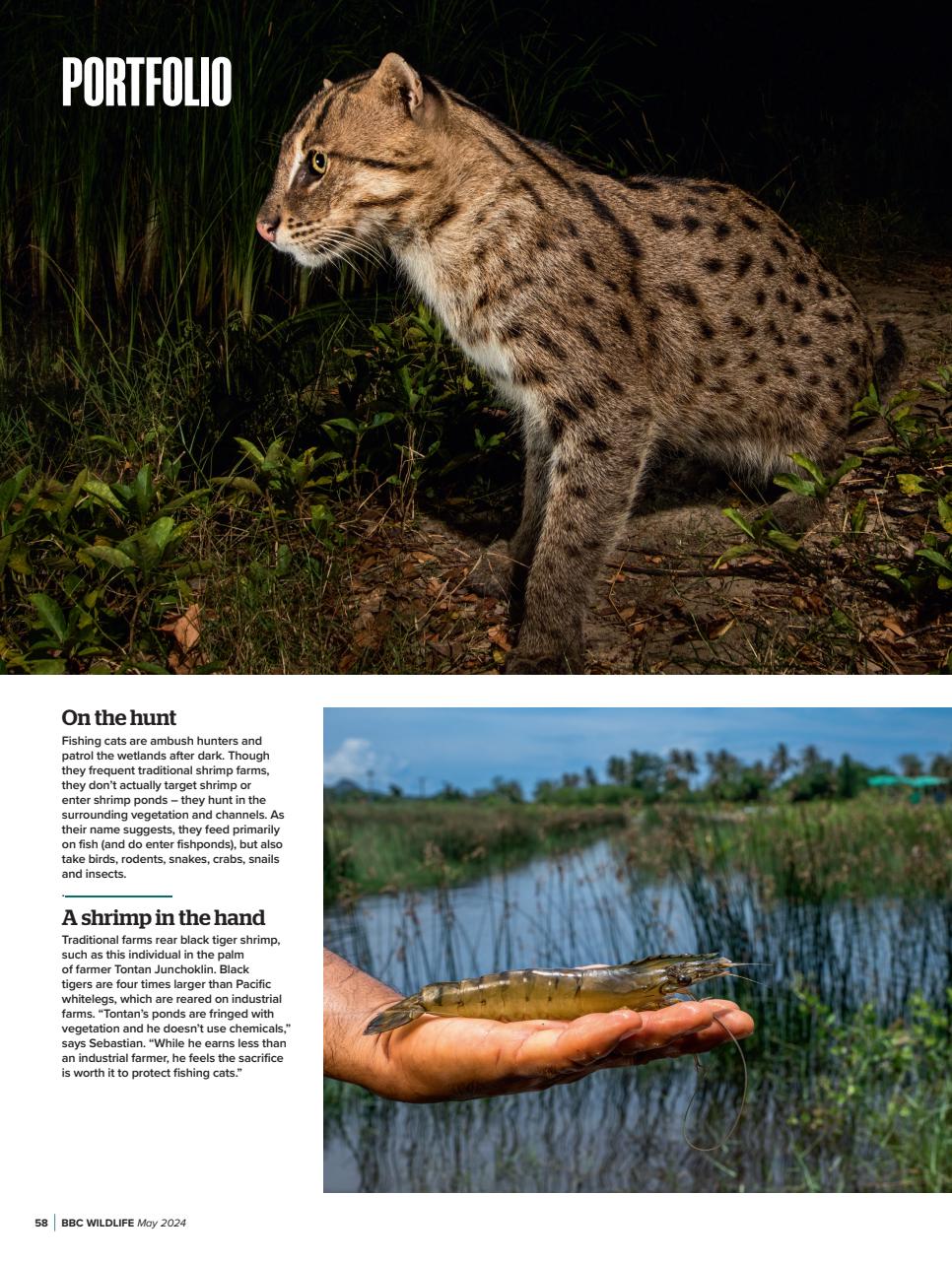 BBC Wildlife Magazine Preview Pages