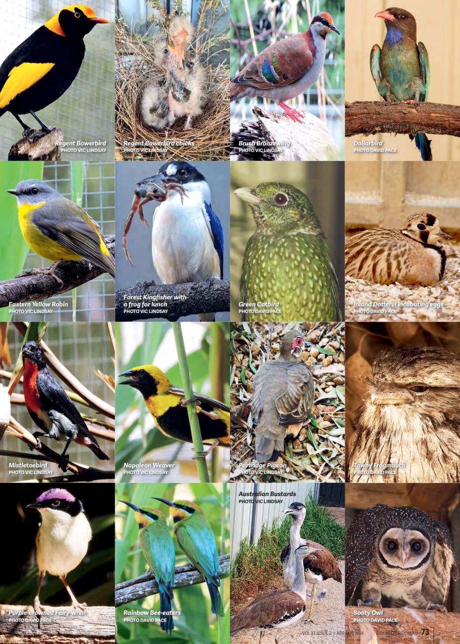 Australian Birdkeeper Magazine Preview Pages
