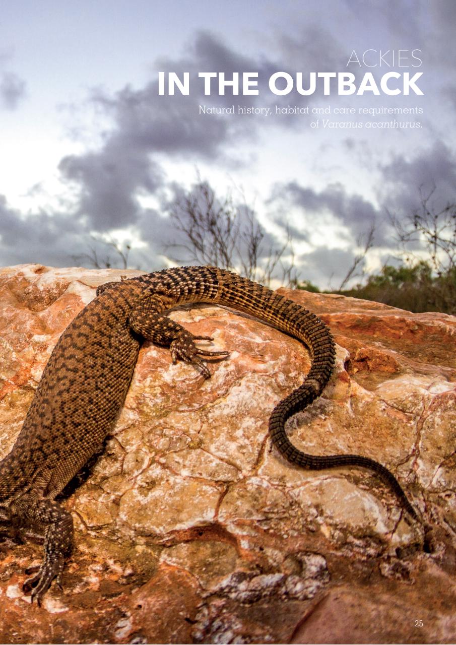 Exotics Keeper Preview Pages