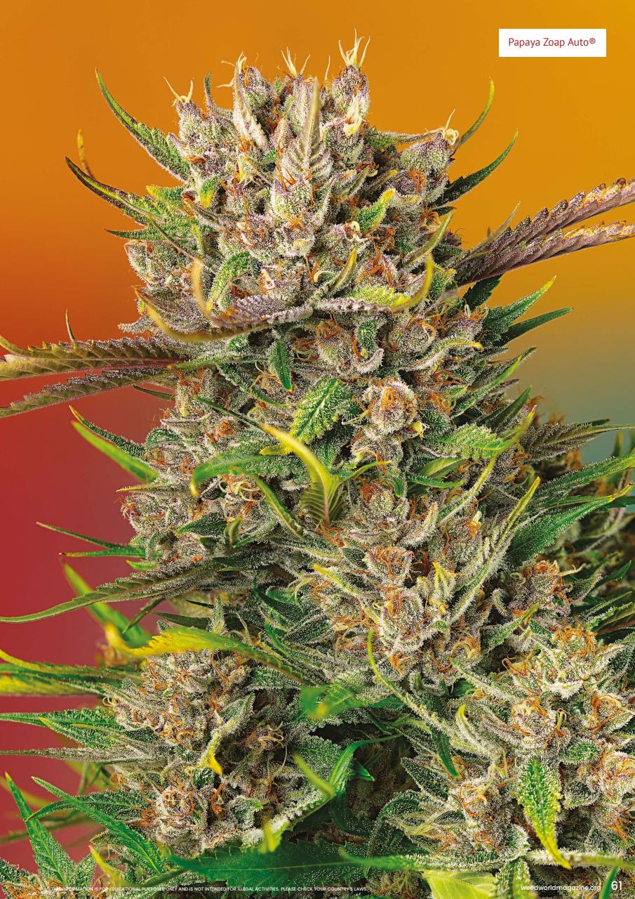 Weed World Preview Pages