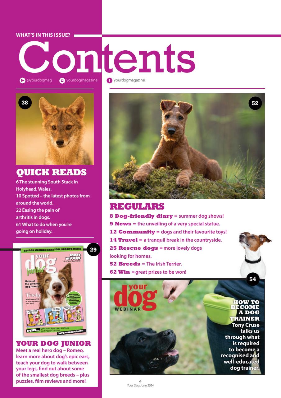 Your Dog Preview Pages