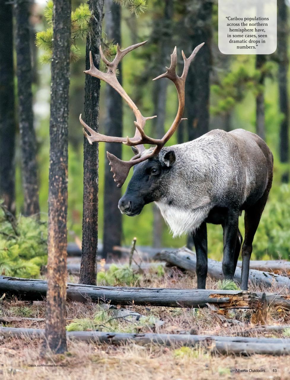 Alberta Outdoors Preview Pages