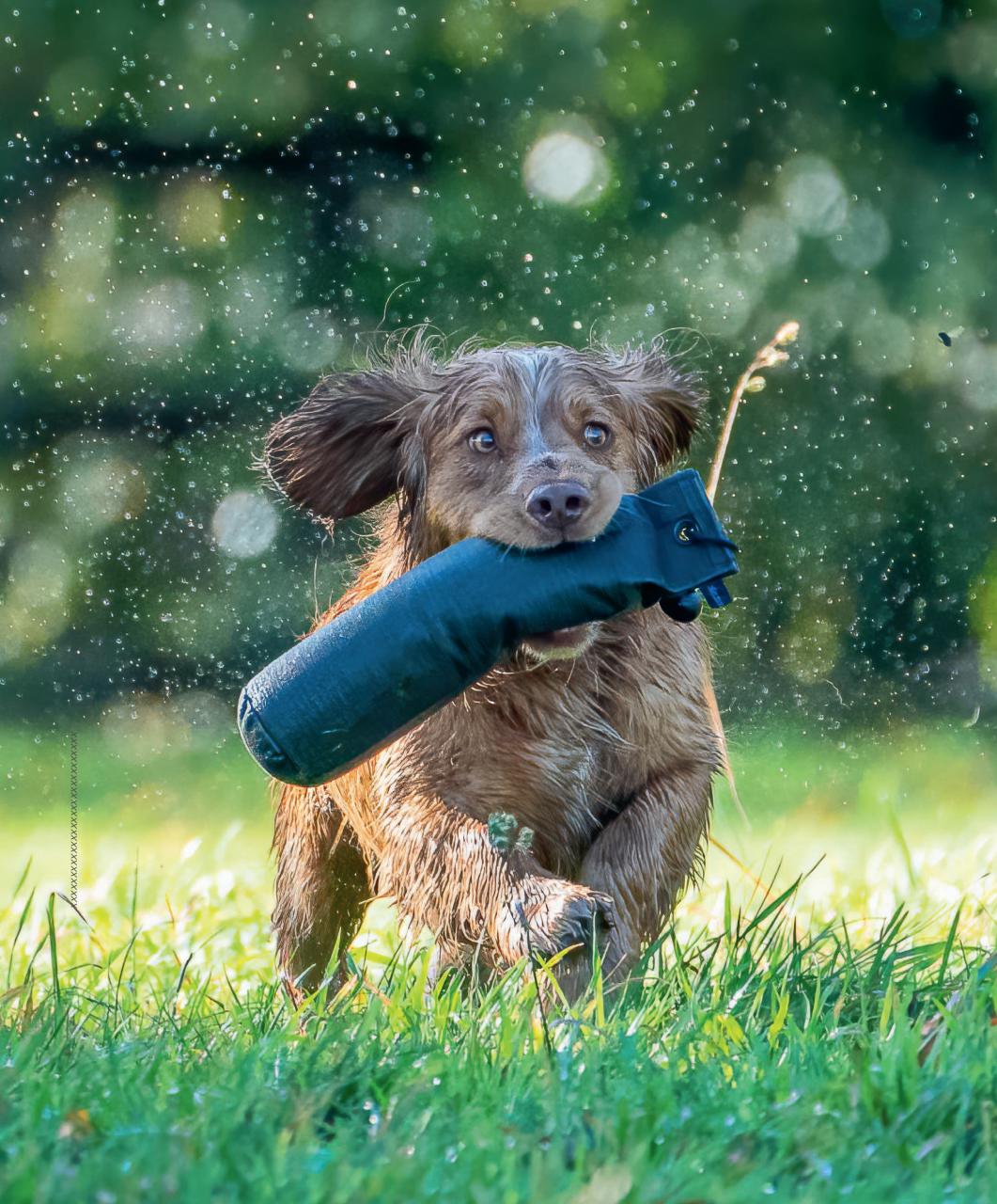 Gundog Journal Preview Pages