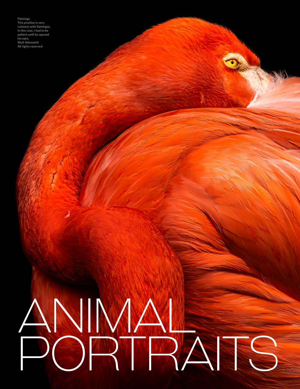 Lens Magazine Preview Pages