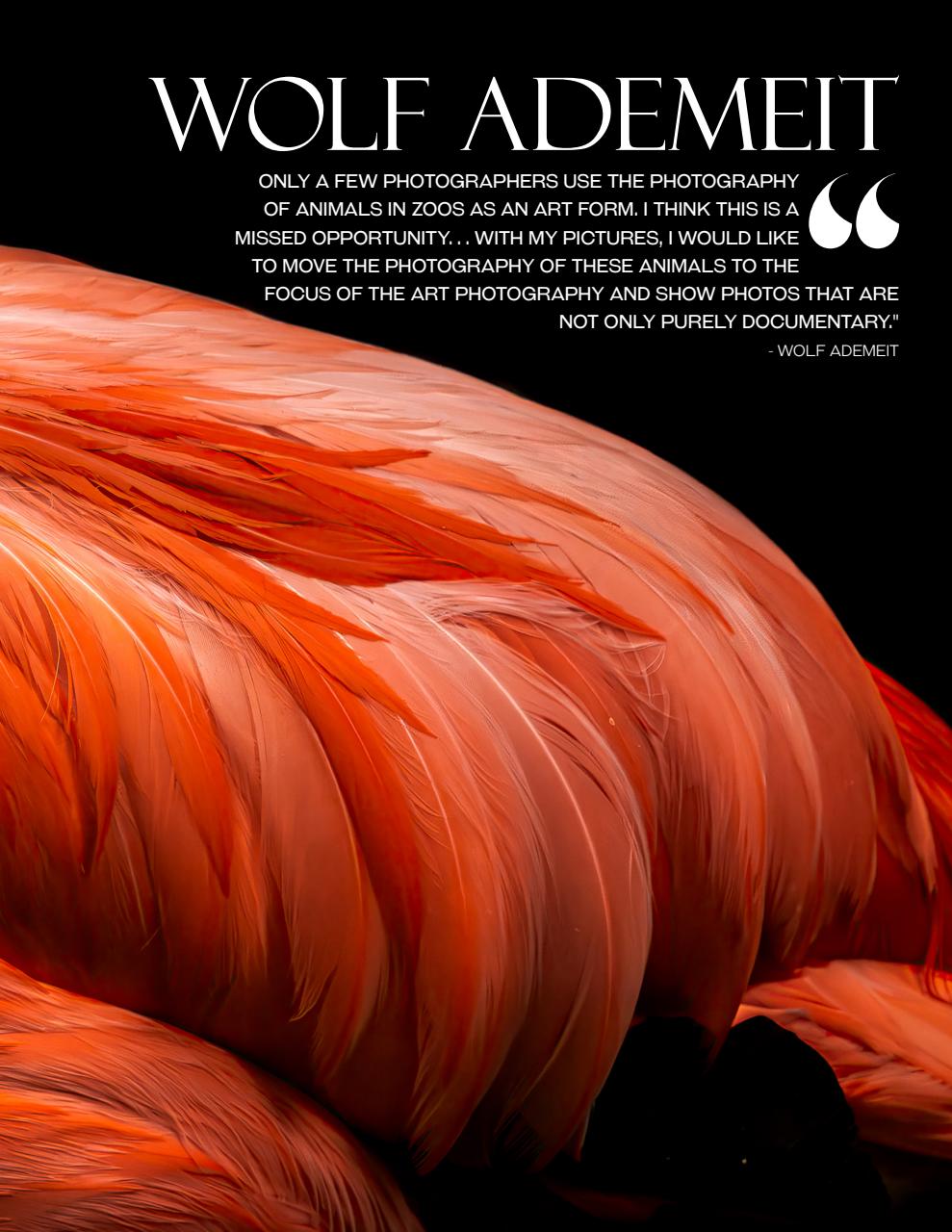 Lens Magazine Preview Pages