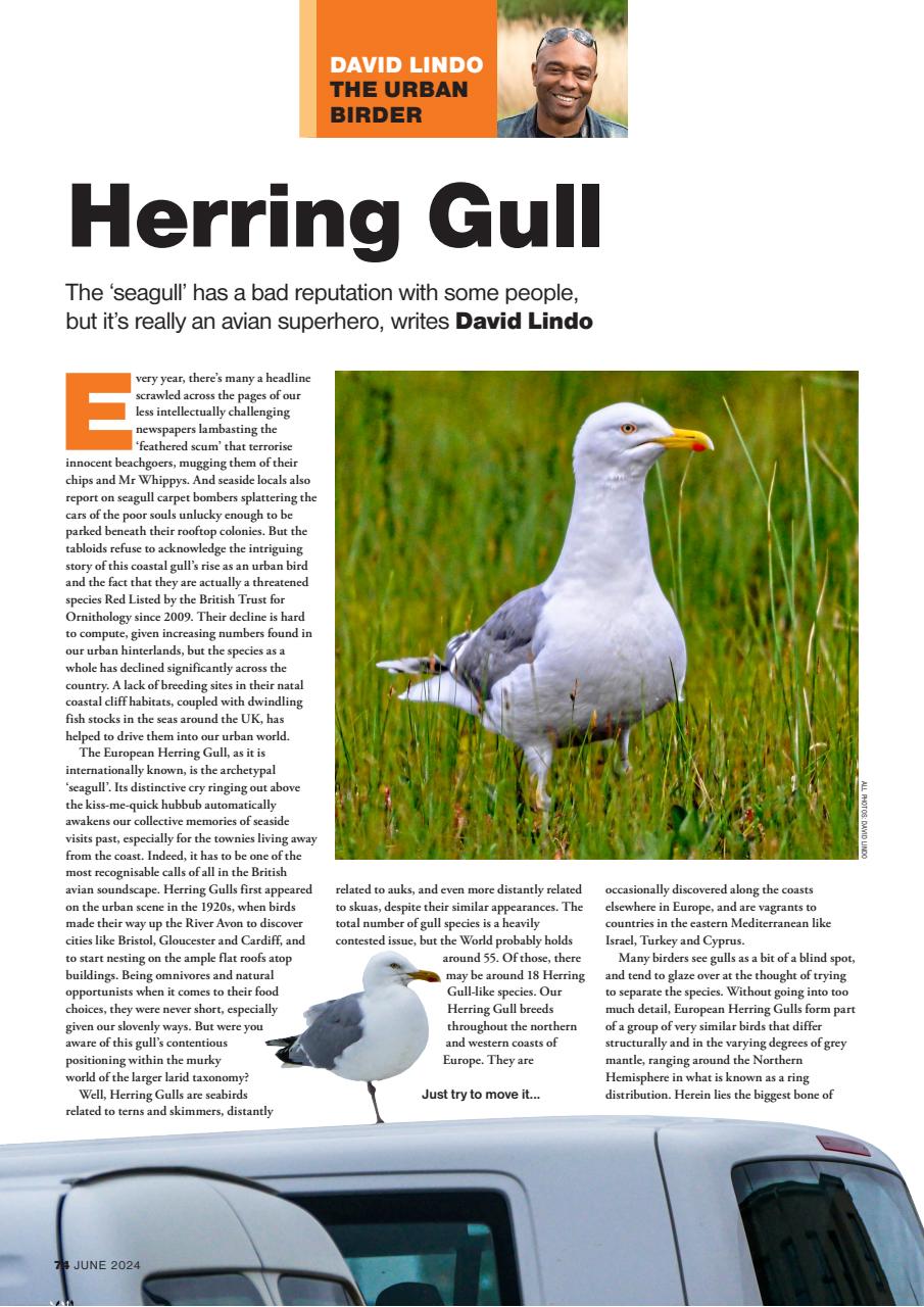 Bird Watching Preview Pages