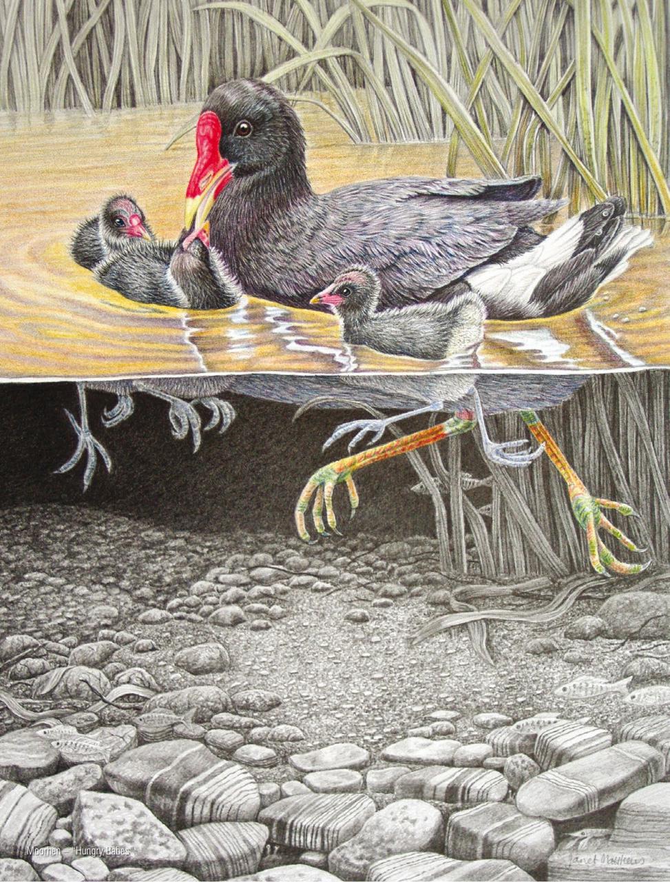 Artist's Palette Preview Pages