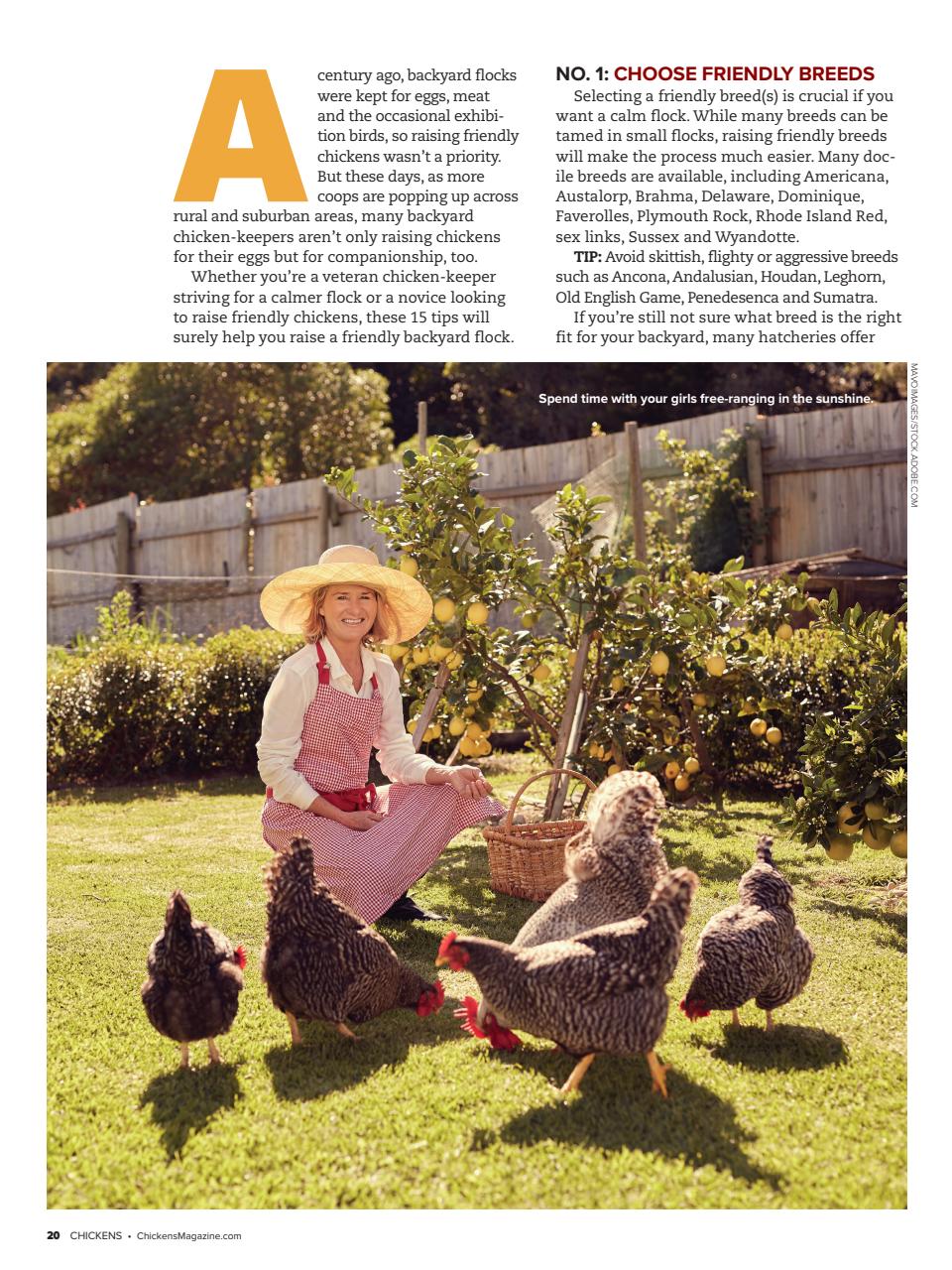 Chickens Magazine Preview Pages