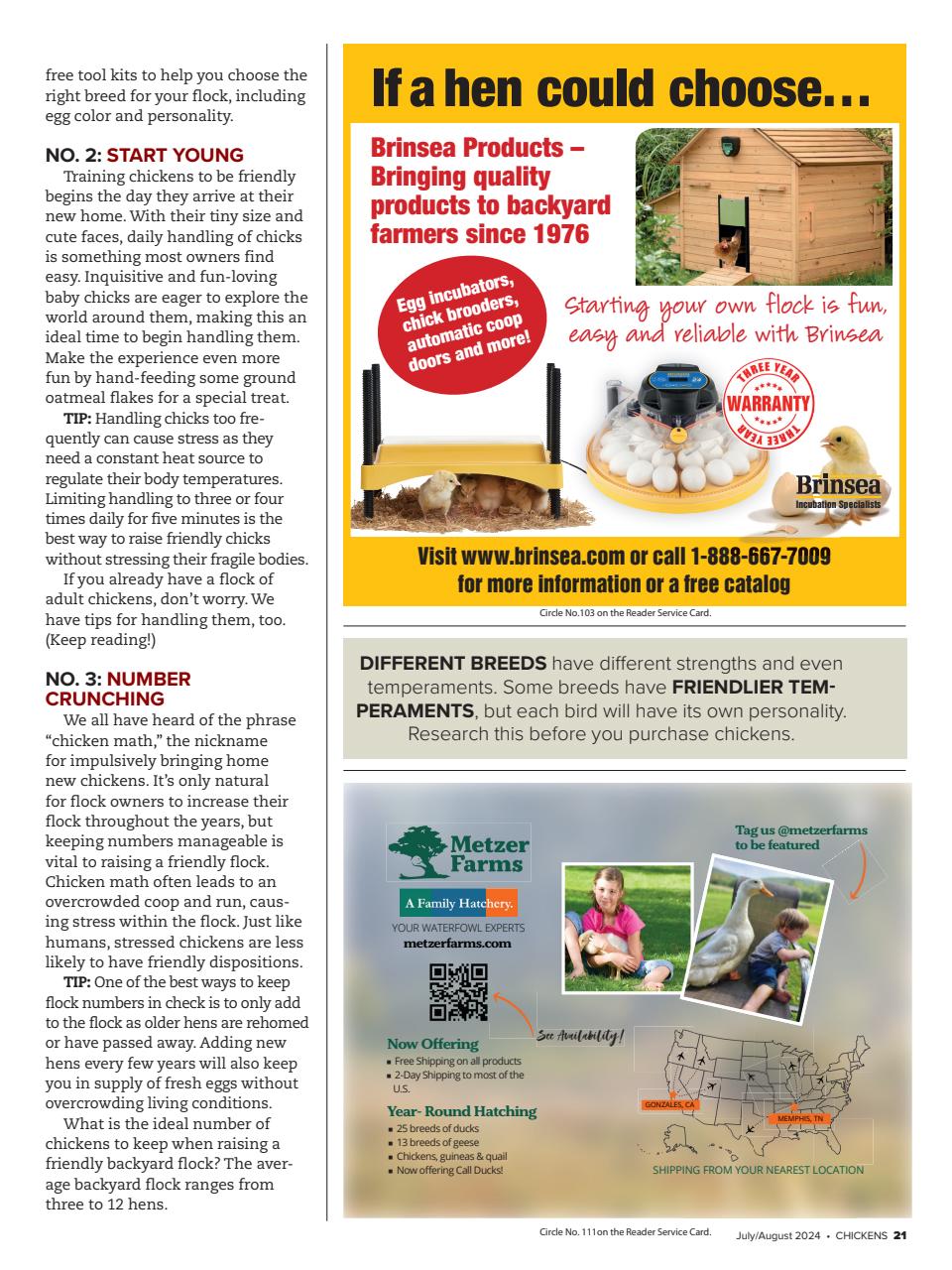 Chickens Magazine Preview Pages