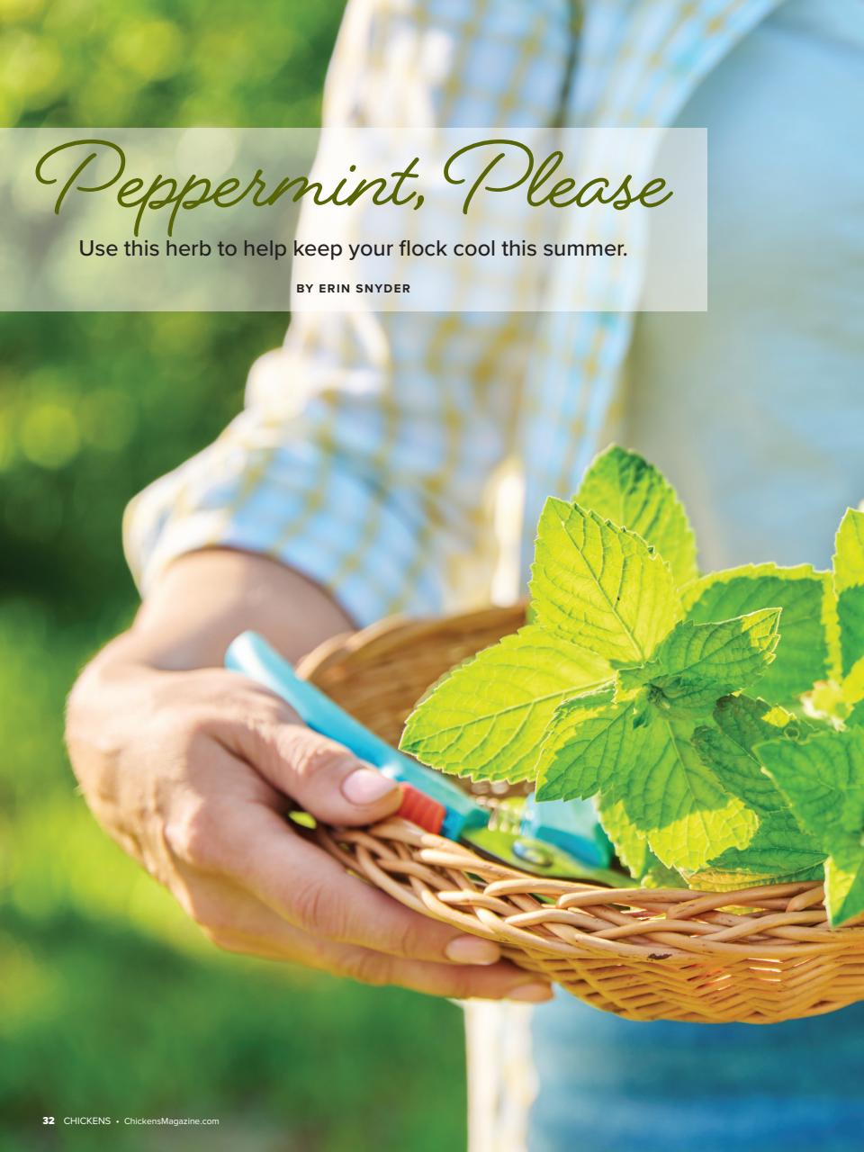 Chickens Magazine Preview Pages