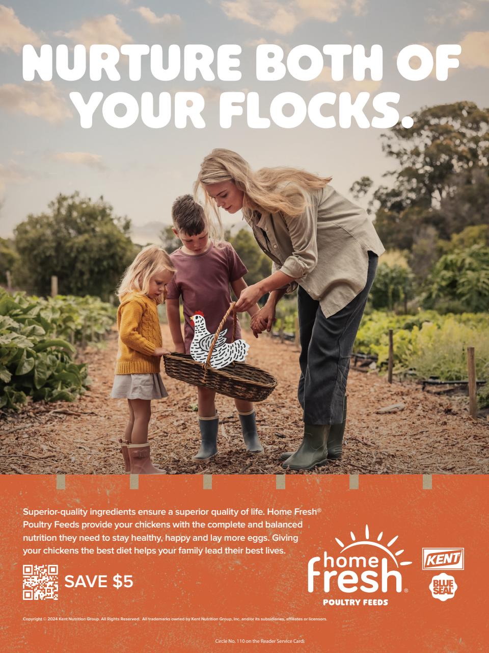 Chickens Magazine Preview Pages