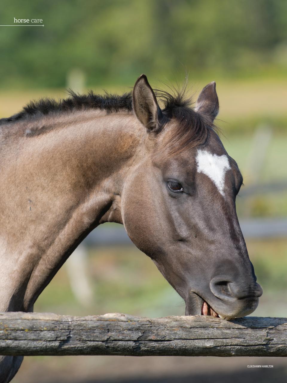 Horse Illustrated Magazine Preview Pages