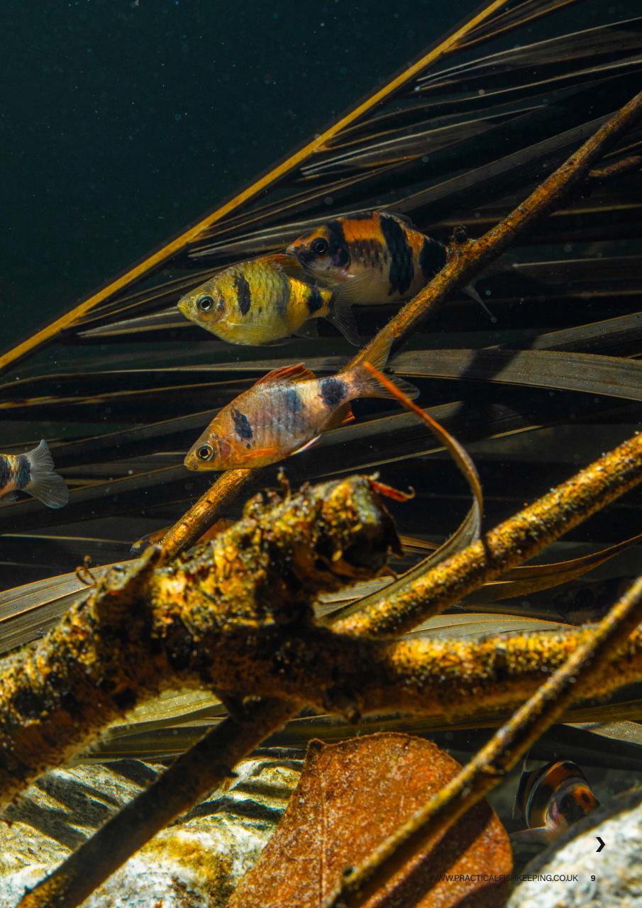 Practical Fishkeeping Preview Pages