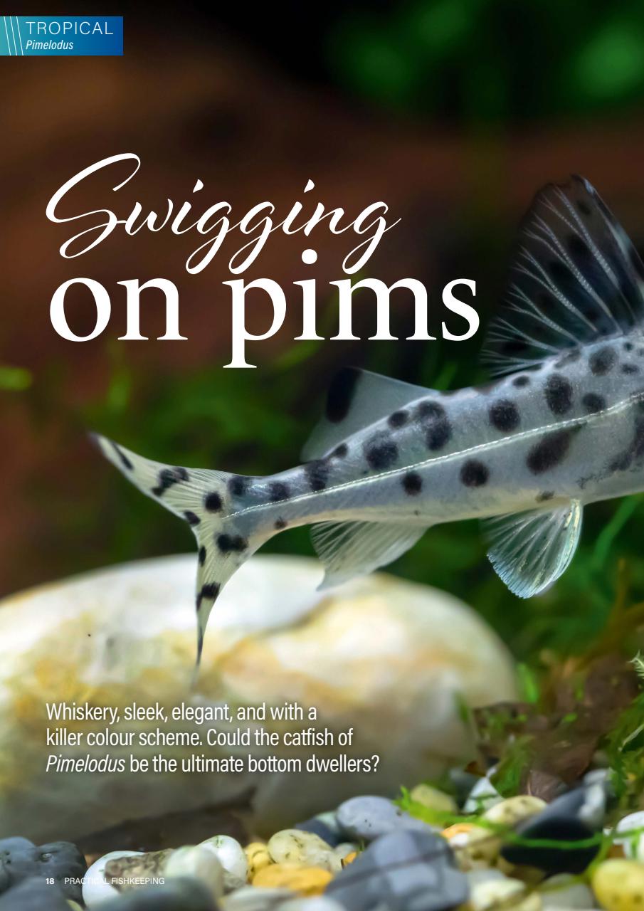 Practical Fishkeeping Preview Pages