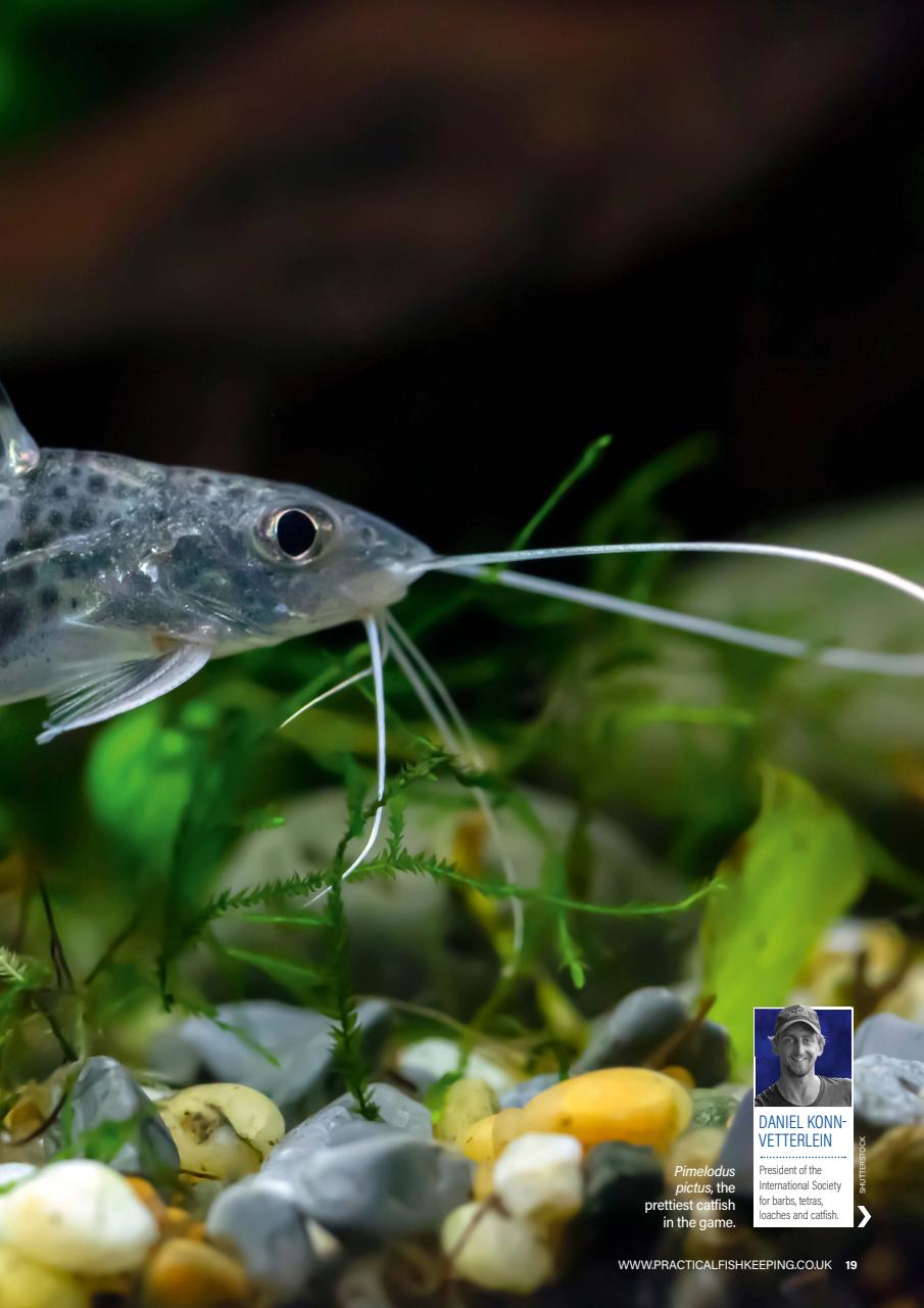 Practical Fishkeeping Preview Pages