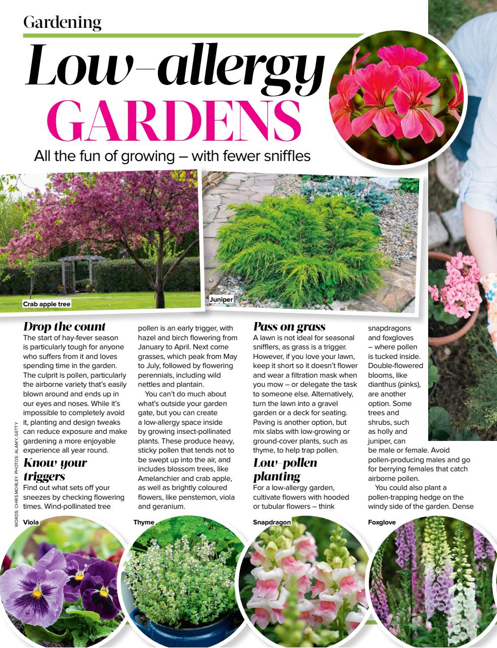 Woman's Weekly Preview Pages