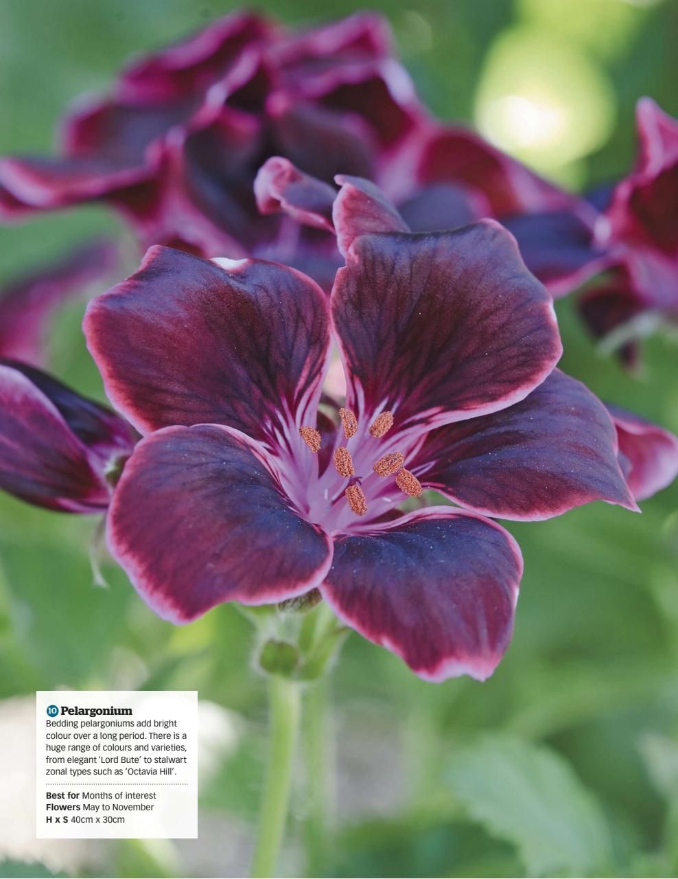 BBC Gardeners’ World Magazine Preview Pages